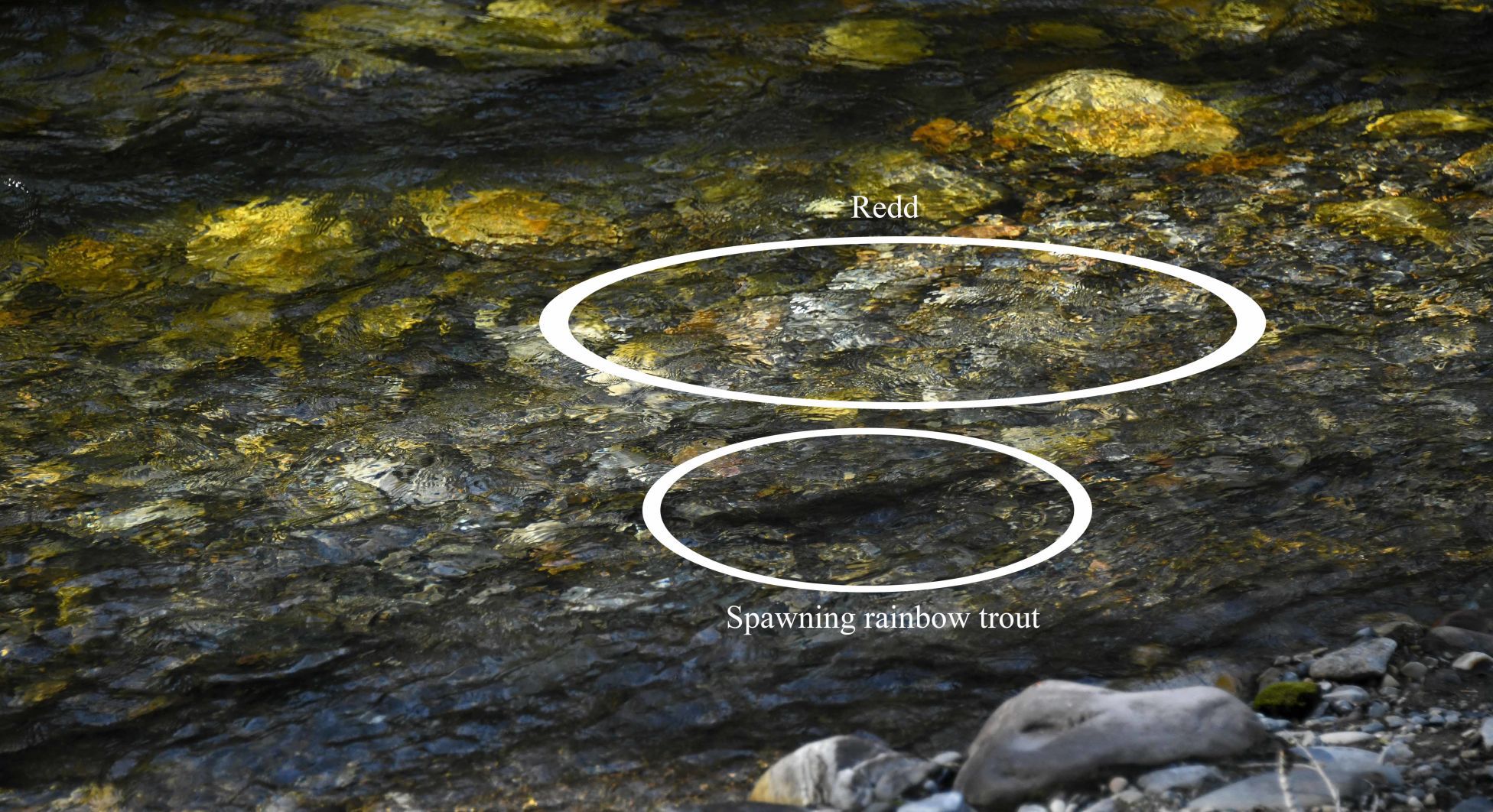 Rainbow trout near redd
